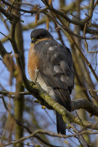 Eurasian Sparrowhawk (Accipiter nisus) sitting on a branch between other twigs and branches and looking down towards the ground, presumably searching for its next prey while also keeping a side-eye towards the human with his black box in hand. 