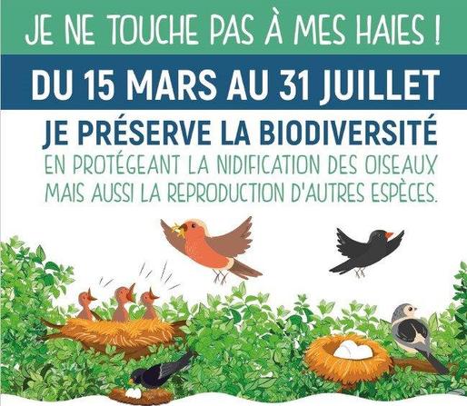 En période de nidification des oiseaux, il est fortement recommandé de ne pas tailler les haies du 16 mars au 15 août