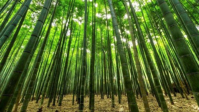 Bamboo forest.