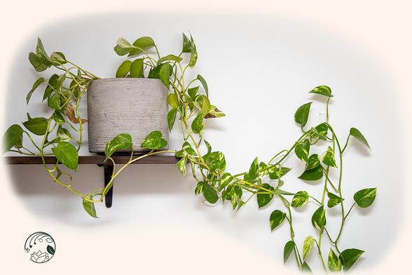 Pothos plant in a pot on a shelf, vines trailng