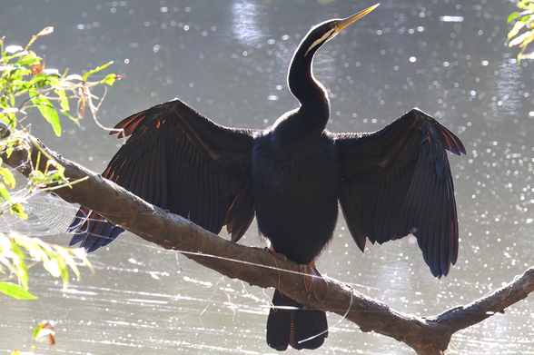 Large dark coloured bird with broad webbed feet and slender snake-like neck sitting on branch with wings outstretched. Chest faces viewer. Head is upstretched near top of centre frame. Some foliage is visible to the left and top right of shot. Background is the surface of a river.