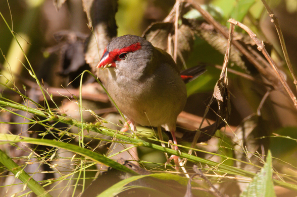 Central in this shot is a small grey bird with a brilliant red stripe across his eye and red beak feeding on grass seeds. The bird has seeds stuck to its red beak. Its chest faces the camera and its head is turned facing to left of frame looking slightly down. Background is a tangle of unfocused branches and leaves.