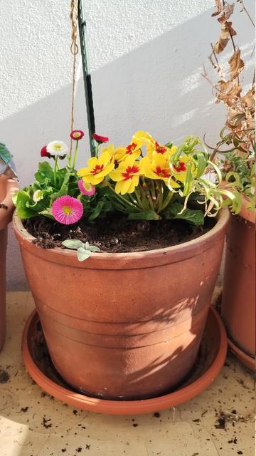 Blumentopf mit gelb-roter Primel und Bellis