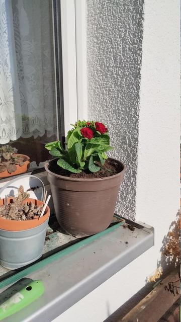 Blumentopf mit Primel (und Kaktus in einem anderen)
