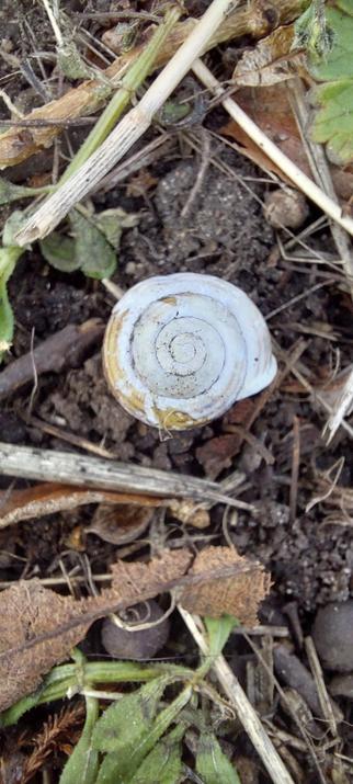 A faded, pale bluey-grey snail shell lying on the ground among small sticks and old leaves. I spotted this on my morning walk today, and am using it as a reminder to slow the hell down today. Shell time is calling!