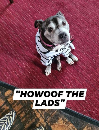 Staffie Mya in the pub supporting Newcastle.