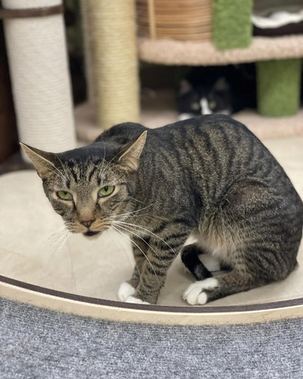 A cat in pain of Feline odontoclastic resorptive lesion (FORL), in USA a treatment costs something like US$800.
(Image: Anna cats)