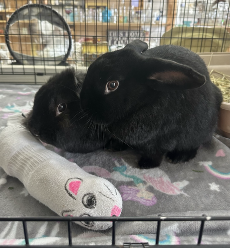 Two fluffy black bunnies