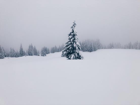 A lonely tree covered by snow in an open space in the mountains