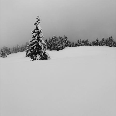 Un abete solitario innevato al centro di un grande prato ricoperto di neve, alberi e nebbia in lontananza