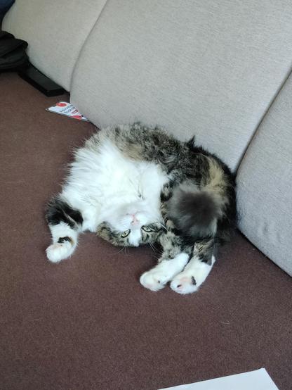 Boneless cat, 'yoga is a cat's duty.