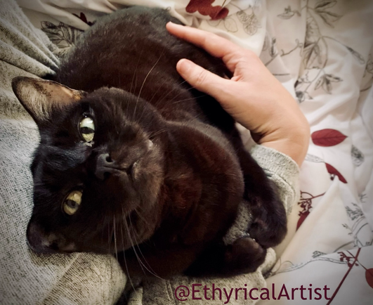 Adorable black cat looking up at the human holding her while being cradled in the crook of an elbow