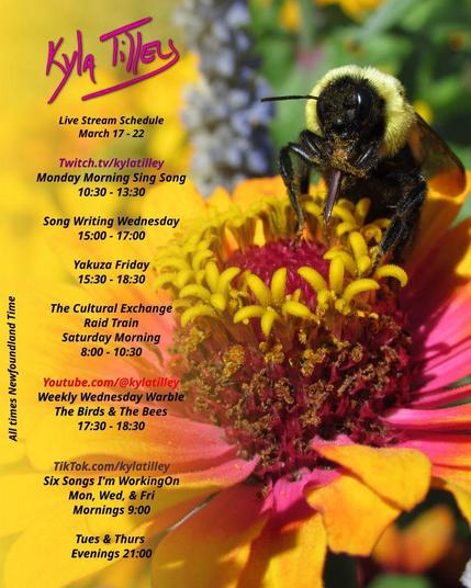 Full frontal image of a bee on top a big yellow daisy type flower with a pink centre, gleefully rubbing it's proboscis, which is covered in pollen.

Kyla Tilley's schedule for the week of March 17 - 22nd is printed on top.

Twitch.tv/kylatilley
Monday Morning Sing Song 10:30 - 13:30
Song Writing Wednesday 15:00 -17:00
Yakuza Friday 15:30 -18:30
The Cultural Exchange Raid Train
Saturday Morning 8:00 - 10:30

Youtube.com/@kylatilley
Weekly Wednesday Warble: Irish Sing Along 15:30 - 16:30

TikTok.com/@kylatilley
Six Songs I'm Working On
Monday, Wednesday, Friday Mornings 9:00
Tuesday, Thursday Evenings 21:00

All times posted in Newfoundland Time
