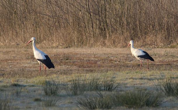 Two storks (Ciconia ciconia) in a field against a backdrop of reeds and bushes.