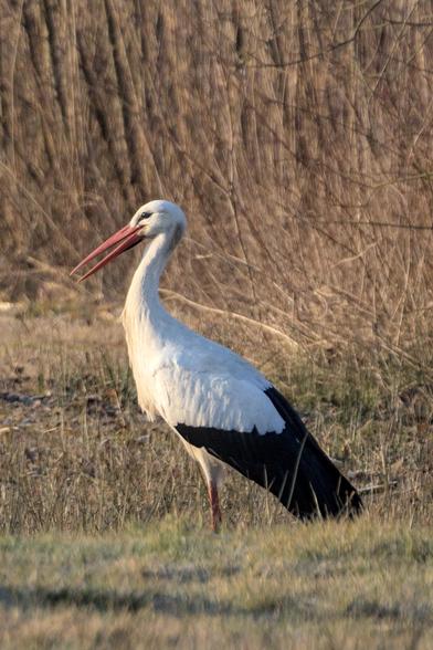 Stork (Ciconia ciconia) standing upright in a field. Its beak slightly open.
