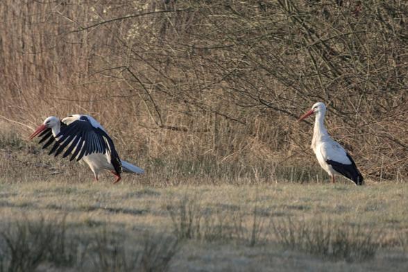 Two storks (Ciconia ciconia) in a field in front of some bushes. The one to the left, in front of the other has its wings held slightly forward and its head hunched. It looks as if it's doing some shenanigans while the one on the right is looking at it judgingly.