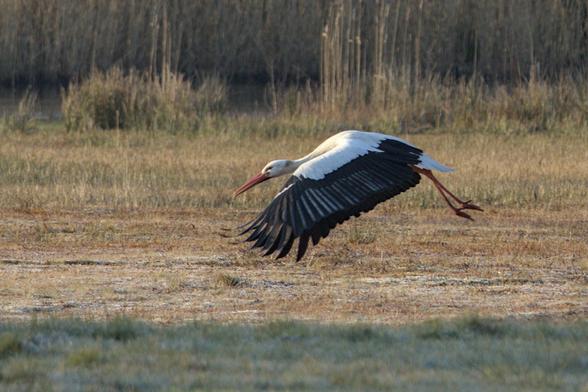 Stork (Ciconia ciconia) in flight, low above the ground. Its wings forward and legs backwards, flying to the left. In the background some reeds and bushes.