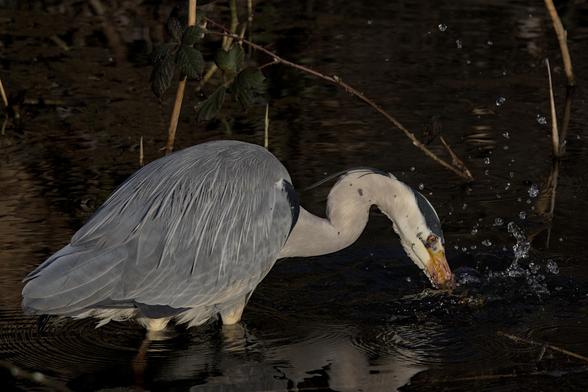 Grey heron (Ardea cinerea) fishing, water droplets spray outwards as its beak hits the water.