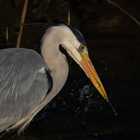 Grey heron (Ardea cinerea) fishing, it has just caught a small fish which it holds firmly in its beak, a lot of water droplets are spraying around from the movement.