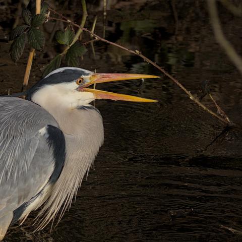 Grey heron (Ardea cinerea) opens its beak and throws the small fish it caught down its throat so it can be swallowed. 