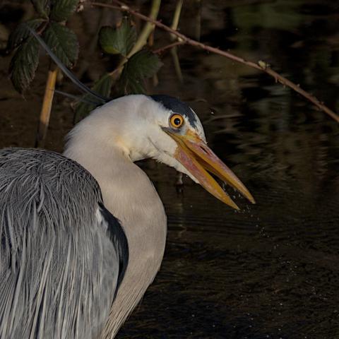Grey heron (Ardea cinerea) shaking its head after a successful snack, more water droplets spray off its face. It also seems to look straight towards the camera with a "what you lookin' at?" kind of expression.