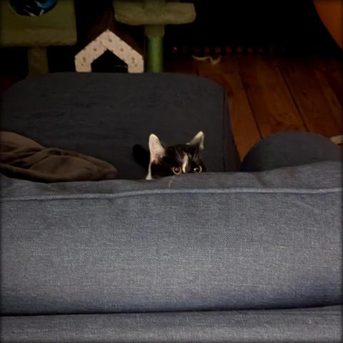Lemon the Cat hiding behind the couch cushions, only her eyes and ears visible, a crazed look on her face. Obviously gearing up for bloodshed.