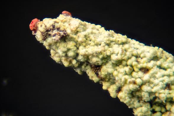 Stalk of lichen (maybe Cladonia cariosa, but probably a Cladonia species) 15 image focus stack. This segment of the stalk is around 1 to 1.5mm long, with a green and brown lumpy surface and two red protuberances at the end. 