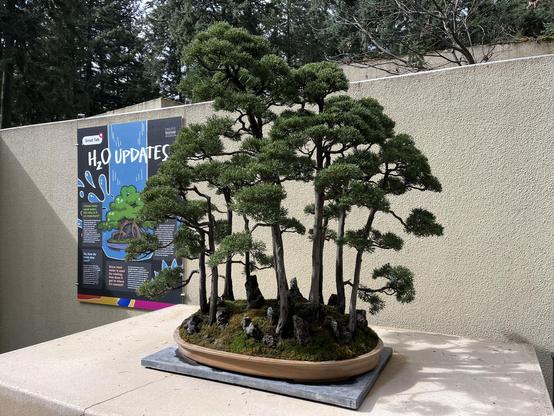 Photo of a Bonsai tree that looks like a little forest. 
