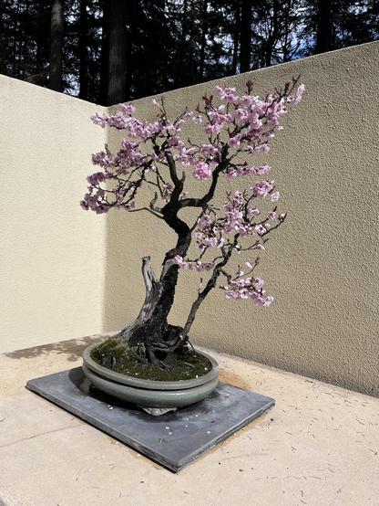 Photo of a Bonsai tree in bloom. Lots of pink blossoms—maybe this is a cherry tree? I feel like a goofus for not noting the species names. 
