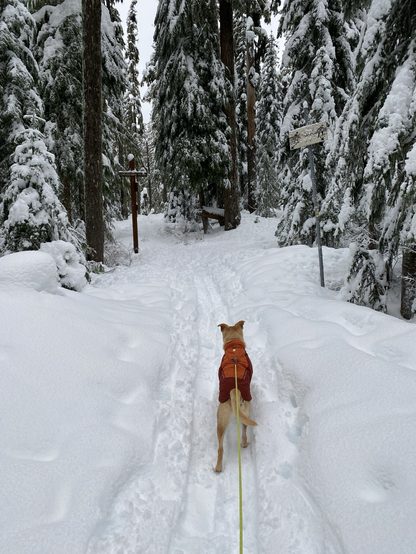 Hiking trail covered in snow