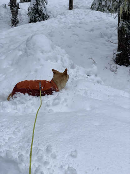 Dog (Hunter) in deep snow