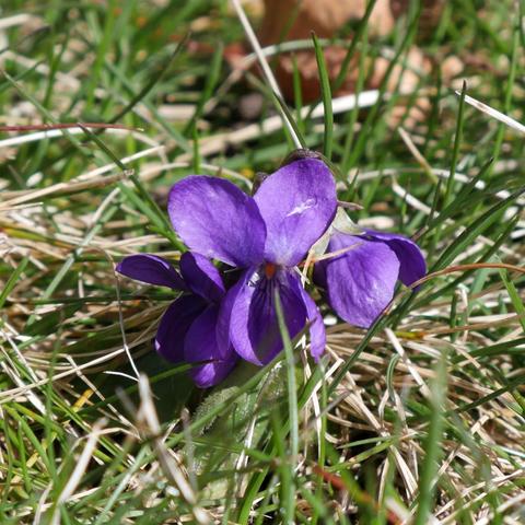 A cropped closeup photo of viola odorata flower blossom or two, it is facing the camera, is partially shading itself, there are nectar guides visible that are dark contrasted with light areas leading to the nectar... there is a blade of grass in the foreground obscuring parts of the lower petal. They are typical violet color and not pink. The photo was taken with a camera and not a phone.