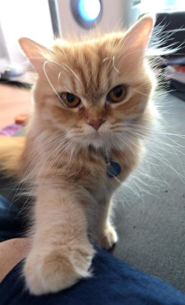 Lisa, a ginger Persian cat sitting with one paw resting on my arm. She is staring straight at the camera and her face says, "why resist...we both know you will give in and give me all the scratches I demand." She is seldom wrong.