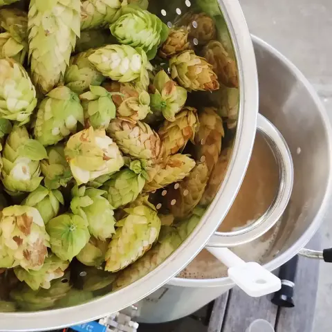 Freshly picked hop cones in a metal colander ready to be added to boiling homebrew wort. 
