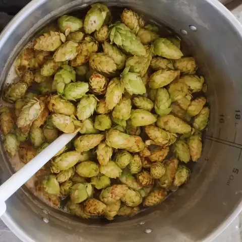 Fresh hop cones sitting atop boiled homebrew wort in a stainless steel kettle.
