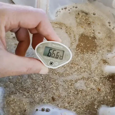 A hand holding a digital thermometer in homebrew beer mash. The temperature reads 66.6 degrees Celsius.