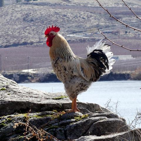 A cropped photo of a big white rooster. He actually isn't unusually big and also isn't completely white. He is a Swedish Flower Hen. He has a golden looking mane and saddle, his tail has black feathers and white feathers. His body is white with black flowers and some buff color to it on his breast.