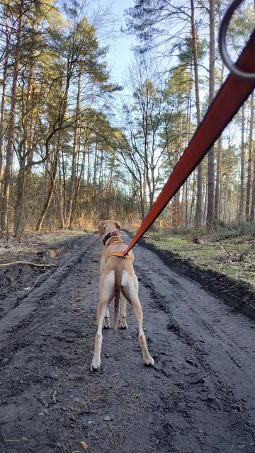 Blonder Hund steht eingespannt im Zuggeschirr und wartet auf das Go! Fotografiert von hinten.