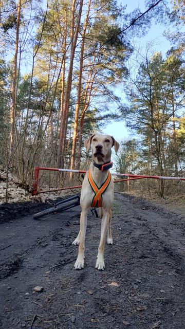 Blonder Hund steht eingespannt im Zuggeschirr und wartet auf das Go! Fotografiert von vorn.