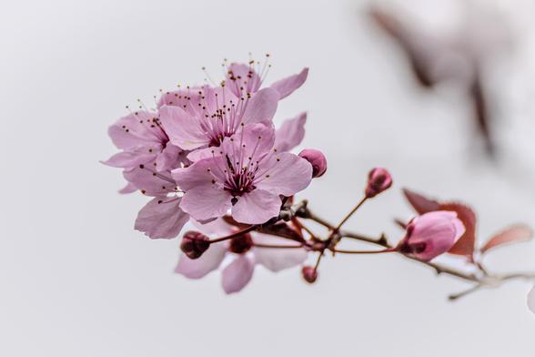 Rosafarbene Blüte