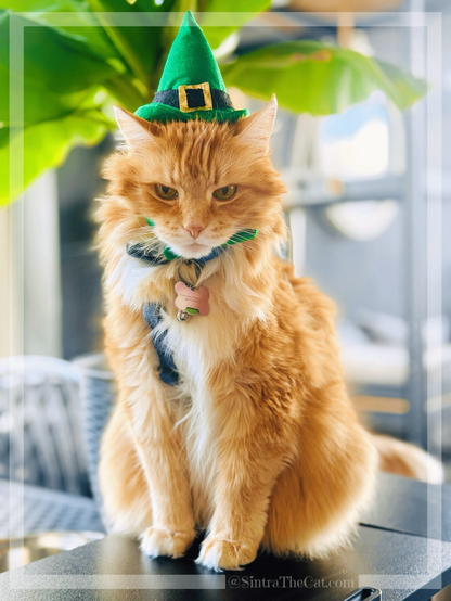 A ginger cat named Sintra the Cat is not Irish but he wants to be kissed anyway 