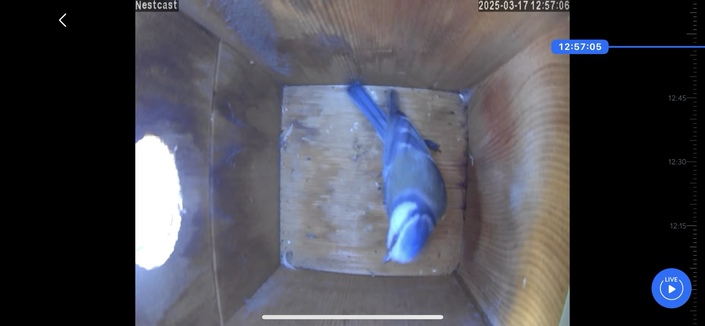 Pimpelmeesje inspecteert de nestcast
