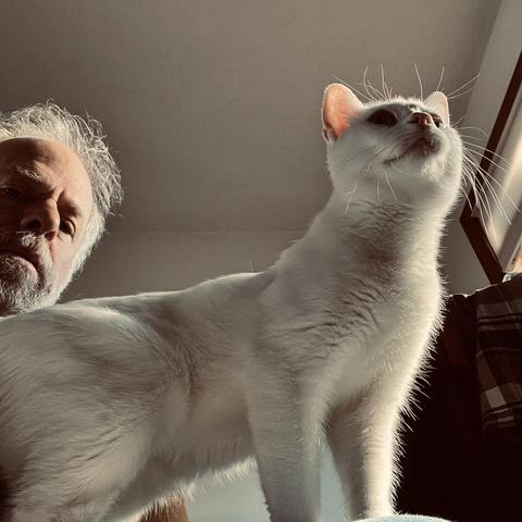 the face of a bearded middle-aged White man in the background, a white cat standing (on his lap, though that isn't so apparent) looks forward and up nobly