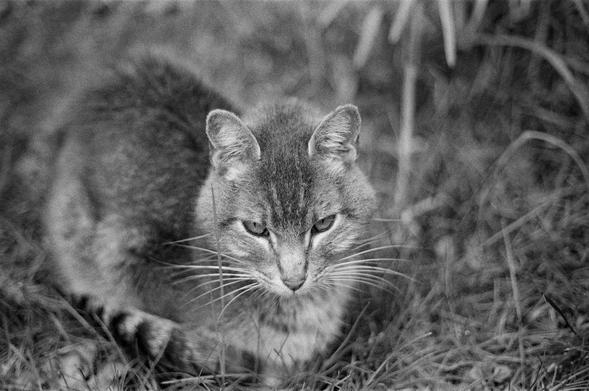 Black and white film photograph of a gray cat, who looks at the viewer.