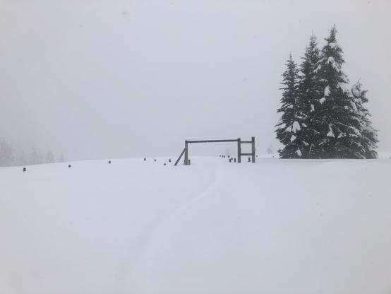 Snow and fog at an open space in the mountains with some trees