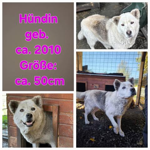4 Fotos 
Auf dreien ist die Hundeomi Alexis zu sehen. 
Einmal aus der Hütte schauend unten links
Beide Fotos rechts zeigen sie stehen, Ganzkörperfoto. 
Foto oben links ihre Merkmale 
Hündin
geb. ca. 2010
Größe: ca. 50cm