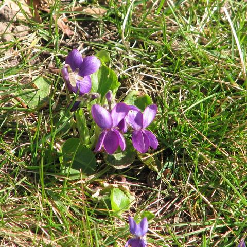 A cropped photo taken with a 20 year old digital zoom camera at a 72mm focal length from about 5 feet away. It shows pink looking viola odorata flowers, or violets.