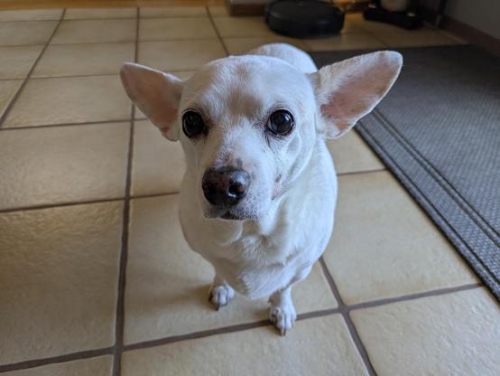 A very cute Yoda doggy 