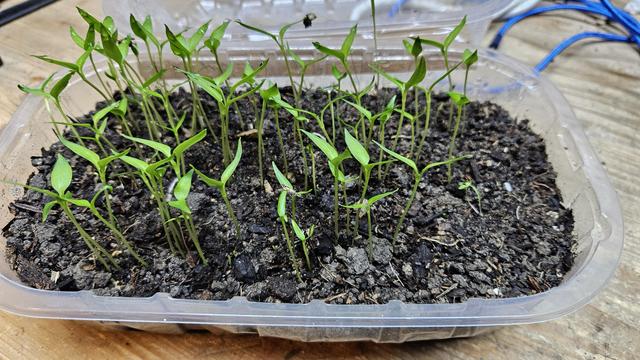 Kleine Chili Setzlinge 