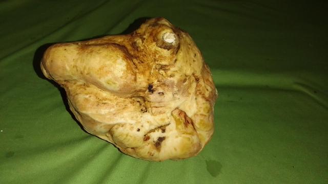 Batata gigante 🥔🥔
